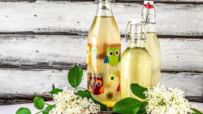 holunderbluetensirup-nach-omas-rezept 3 Flaschen Holunderblütensirup mit Holunderblüten