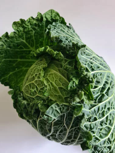 ein ganzer Wirsingkohl